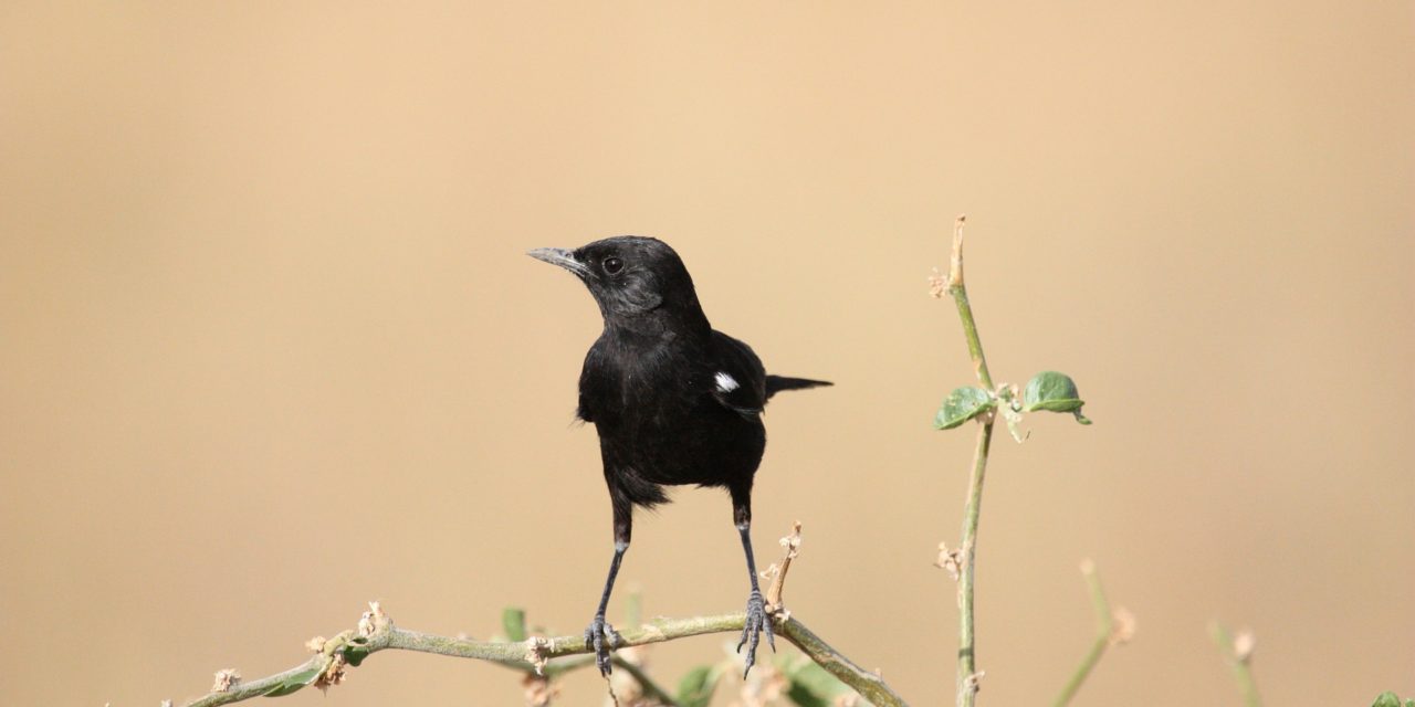 Oplev de mange smukke fuglearter i Sydafrika