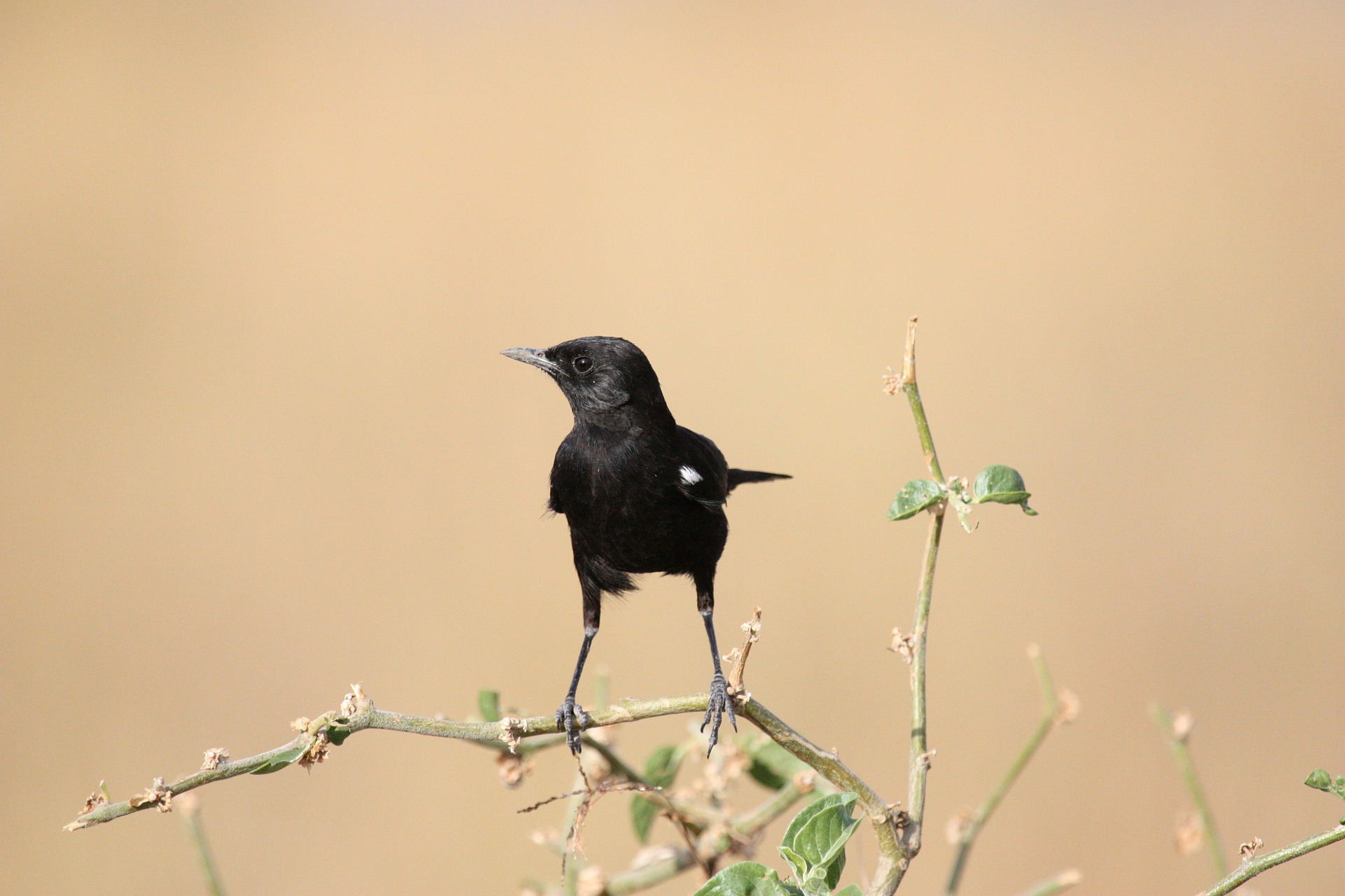Oplev de mange smukke fuglearter i Sydafrika
