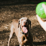 Tre aktiviteter både du og din hund vil elske