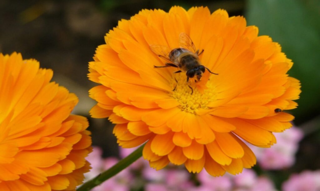 Giv insekterne gode forhold i din have