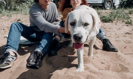 Alt om Labrador Retrievers, den populære hunderace