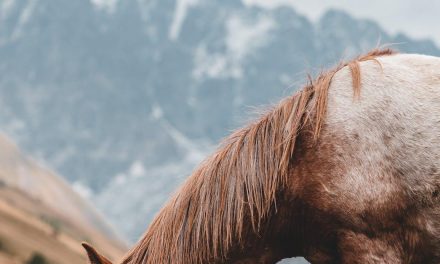 Wrap hø: Alt du behøver at vide for at sikre din hest får den rigtige ernæring