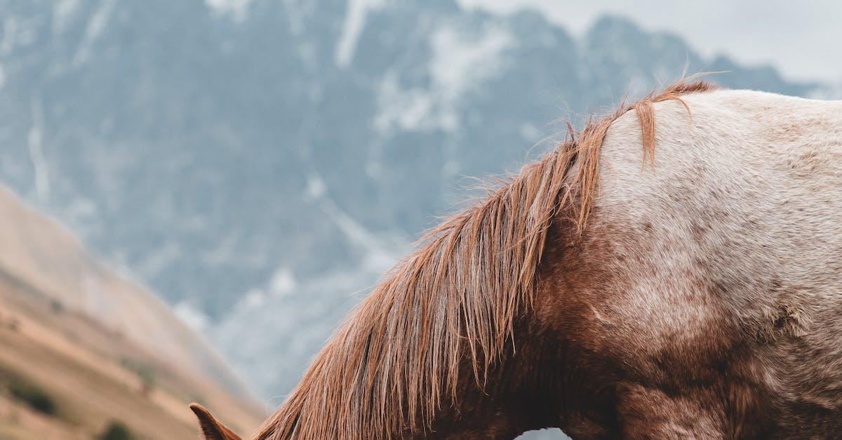 Wrap hø: Alt du behøver at vide for at sikre din hest får den rigtige ernæring