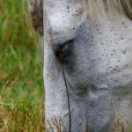 Regndækken til heste: Hvad er fordelene?