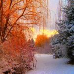 Vinterens magi: En dybdegående rejse ind i verdenen af vinterfiskeri