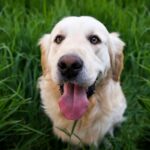 Den Bedste Hundepension i Nordjylland: Et Oase for Firbenede Venner