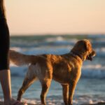 Optimer din hunds lydighed med professionel hundetræning i Nordjylland