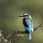 Forvandl din Have med Fuglehuse, Foderautomater og Insekthuse